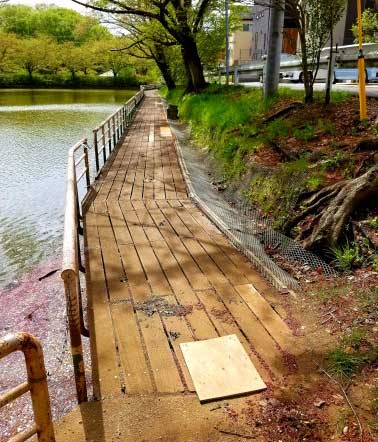 松ヶ丘・日本池の整備