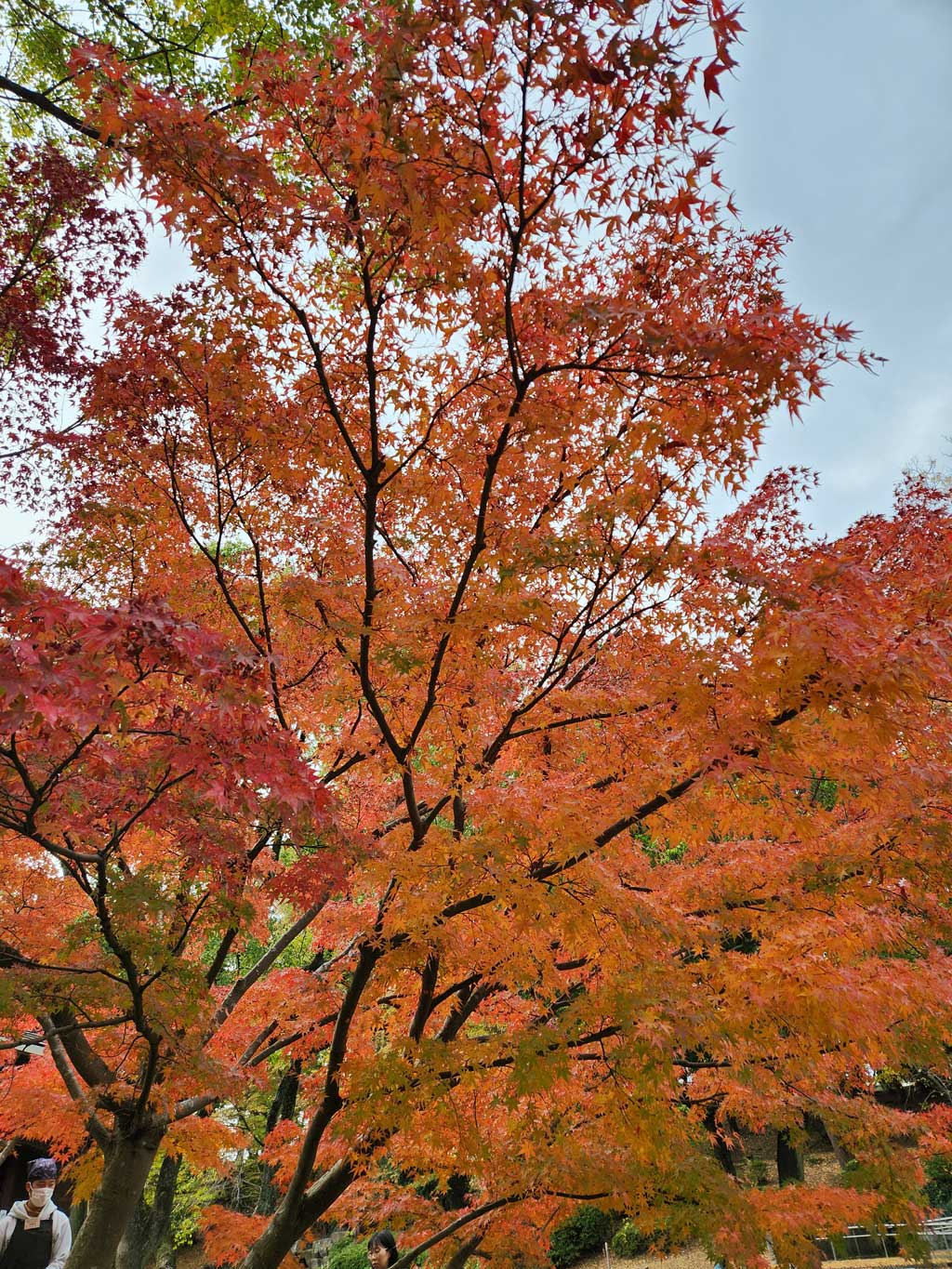 千葉市議会・令和7年第4回定例会に挑みます